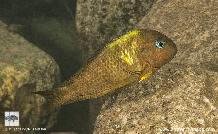 Tropheus sp. 'crescentic' Kibwe Bay